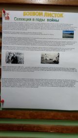 селекция в годы войны