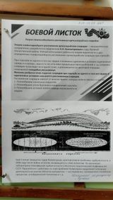 теория наивыгоднейшего рассеивания артиллерийских снарядов